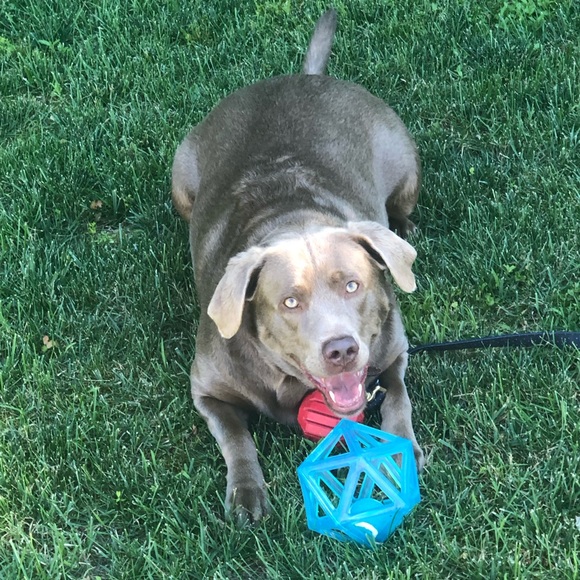 Meet your Posher, Chelsea - Picture 3 of 3